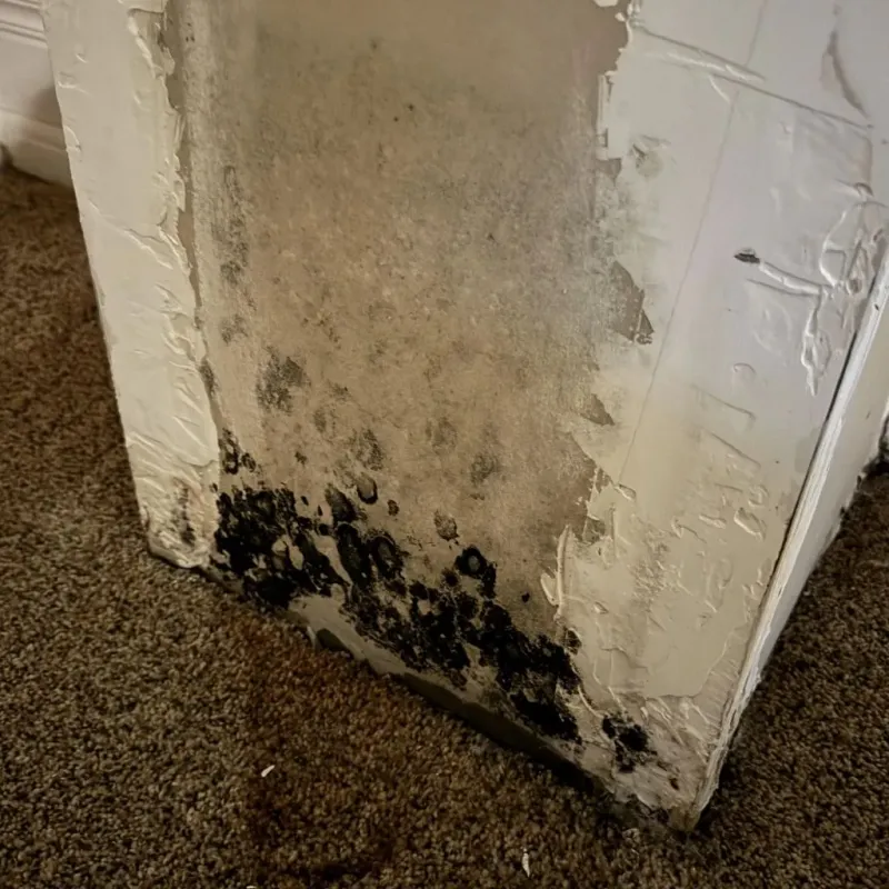 Professional Mold Removal in Gettysburg, PA